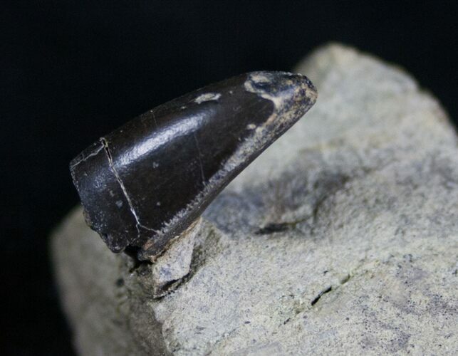 Allosaurus Tooth On Original Matrix #7270